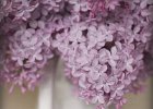 Lilacs from the GArden by Rebecca Nex  COOPER CUP for BEST PICTORIAL PRINT